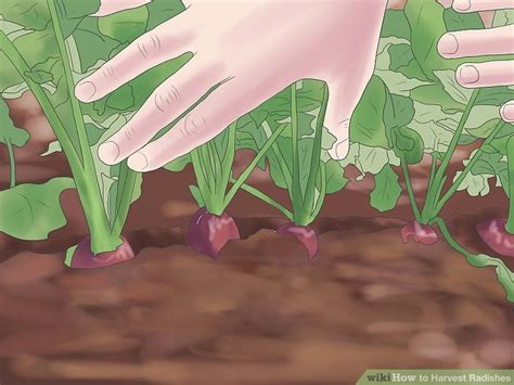 How to Harvest Radishes: 12 Steps (with Pictures) - wikiHow