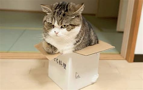 Why do cats love chilling out in boxes so much? Scientists could have ...