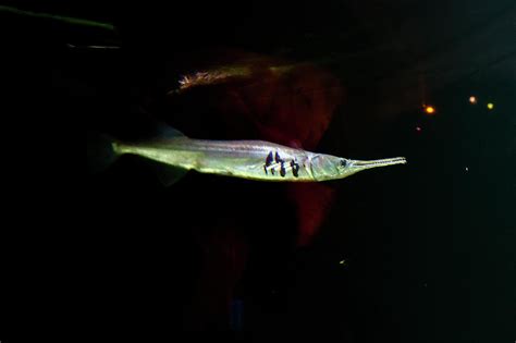 Spotted Gar Photograph by Miroslava Jurcik - Fine Art America