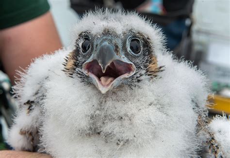 Peregrine Falcon Nesting Season is Complete | Audubon Vermont