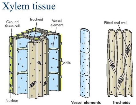 What Is The Structure Of A Xylem Cell / Transport In Plant Cells Ppt Download / It is a complex ...