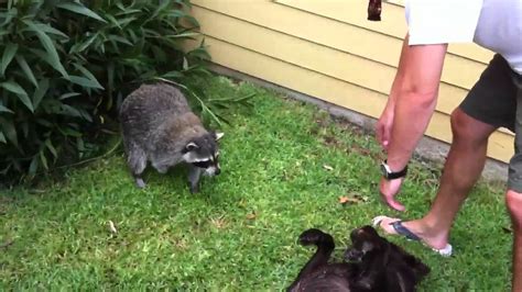 Vicious raccoon attacks lab | FunnyDog.TV