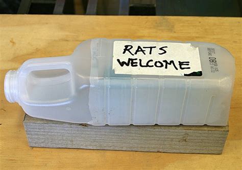 Rat Bait Station : 8 Steps - Instructables