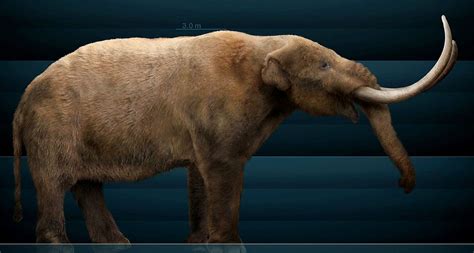 Mastodons and related early elephants