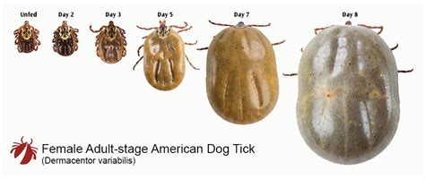 How Long Can A Tick Live On A Dog