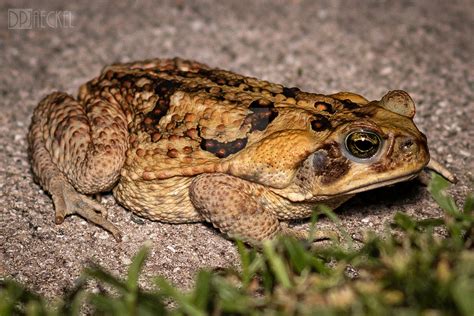 Giant/Cane Toad Poison Glands by doug633 on DeviantArt