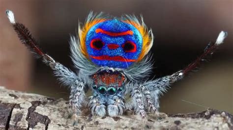 Peacock Spider