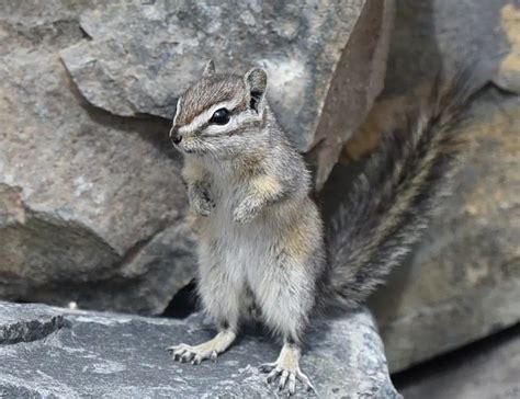 20 Types of Chipmunks: Species, Identification, and Photos