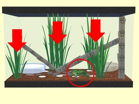 How to Create a White's Tree Frog Habitat: 7 Steps (with Pictures)