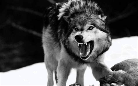 Angry Wolf Wallpapers - Top Free Angry Wolf Backgrounds - WallpaperAccess