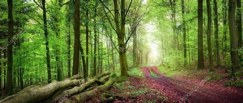 Tranquil forest scenery — Stock Photo © Smileus #110649494