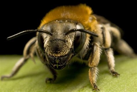 Honey bee species || BeeKeeping