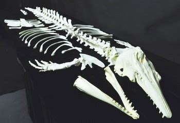 Beluga Whale Disarticulated Skeleton Replicas Models | Skeletons and ...