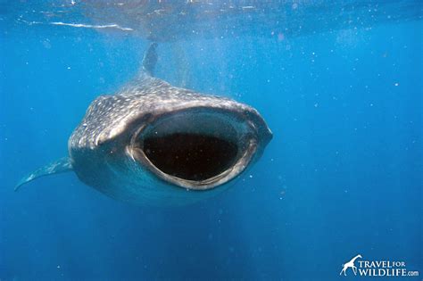 Do Whale Sharks Have Teeth? - Travel For Wildlife