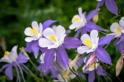 Growing Columbine Flower - How To Care For Columbine