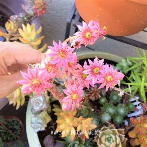 Succulent With Tall Pink Flowers - Best Succulent Ideas