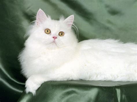 Persian Cat Wallpapers - Pets Cute and Docile