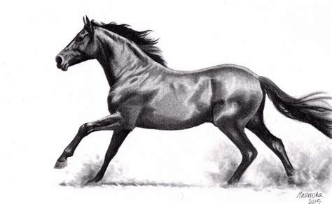 Galloping Horse (pencil) by NillaMustikka on DeviantArt