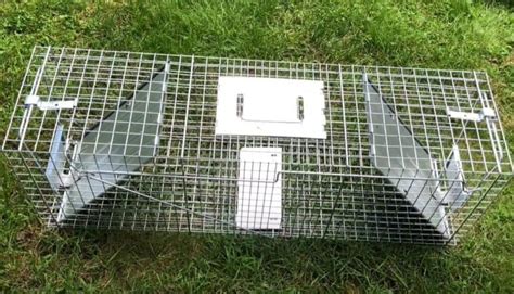 5 Best Raccoon Traps in 2024 [Detailed Reviews]