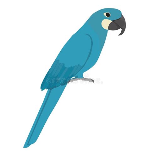 Glaucous Macaw Stock Illustrations – 4 Glaucous Macaw Stock Illustrations, Vectors & Clipart ...