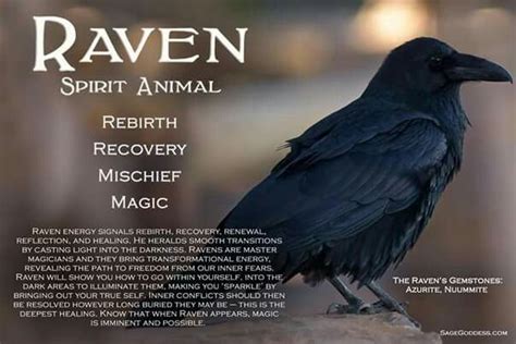 Pin by WillowRaven on Pagan - BOS - Animal Totems & Familiars | Raven ...