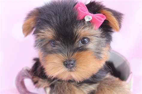 Beautiful Teacup Yorkie Puppies Miami Ft. Lauderdale Area | Teacups, Puppies & Boutique