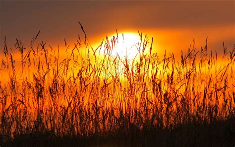 Dry Grass Red Sky Sunset Hd Wallpaper With Warm Colors : Wallpapers13.com