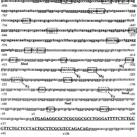 Nucleotide sequence of human c-kit gene spanning 929 bases upstream of ...