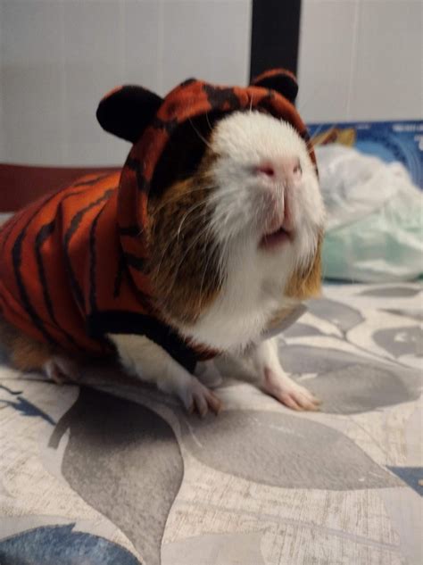 snickers halloween costume 😋 : r/guineapigs