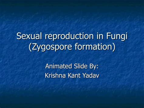 Sexual Spore Formation In Fungi (Zygospore) | PPT