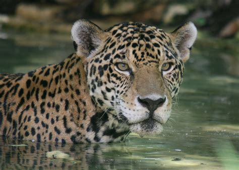 Will the Jaguar Return to the American Southwest? - Atlas Obscura