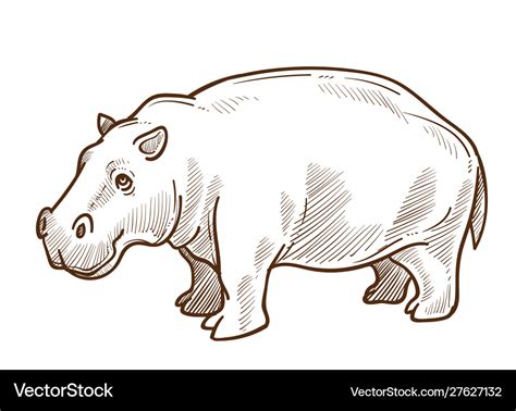 African hippo or hippopotamus isolated sketch Vector Image