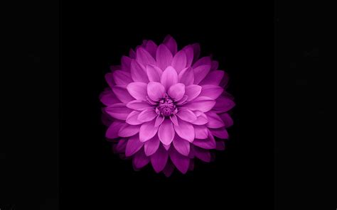 Black Background Flower Hd Wallpaper | Best Flower Site