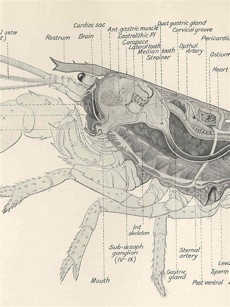 "Vintage Lobster Anatomy Diagram (1911)" Drawstring Bag by BravuraMedia ...