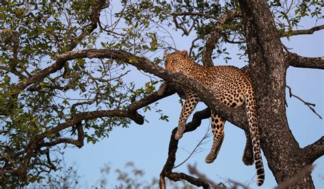 Wildlife Photography Tour of Kruger National Park, South Africa