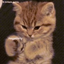 Stress Cat GIF - Stress Cat - Discover & Share GIFs