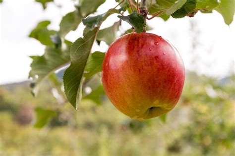 Premium Photo | Fresh apple tree in farm