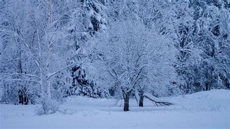 Download wallpaper 1920x1080 trees, forest, winter, snow full hd, hdtv, fhd, 1080p hd background