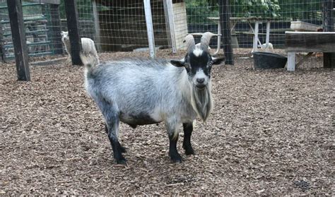 Raising Pygmy Goats (2021): Ultimate Guide for Beginners