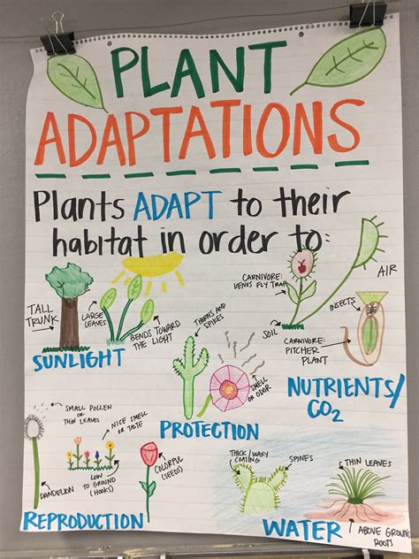 Plant Adaptations Of Plants Biology