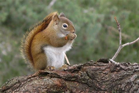 Red Squirrel | Vermont Center for Ecostudies