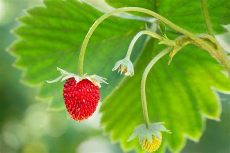 Most Popular Strawberry Varieties