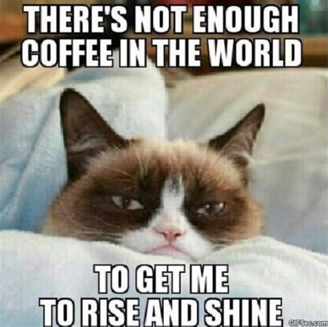 Grumpy cat Funny Pictures MEME 2015 - Funny MEME GIF