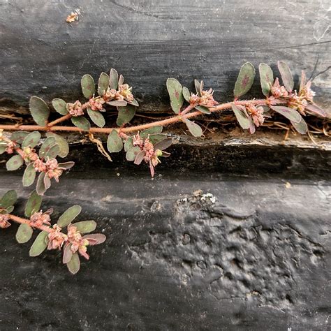 Spotted Spurge (Euphorbia maculata) – Weeds of Melbourne