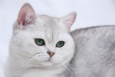 8+ British Shorthair Cat White - Furry Kittens