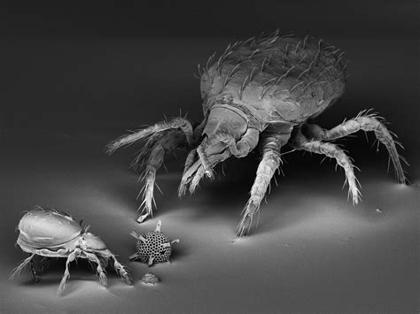 Mites imaged with SEM by MH CZ | Electron microscope images, Scanning ...