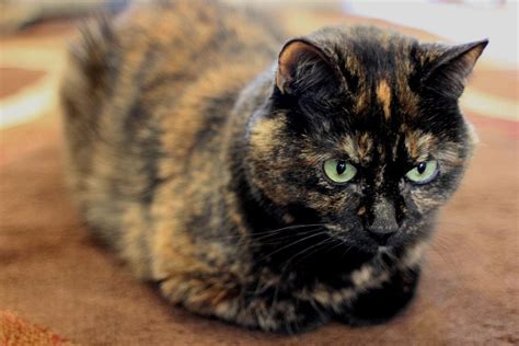 Tortoiseshell Cat: Breed Information And 5 Fascinating Facts