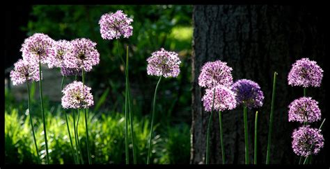 Giant Allium – FotoHal