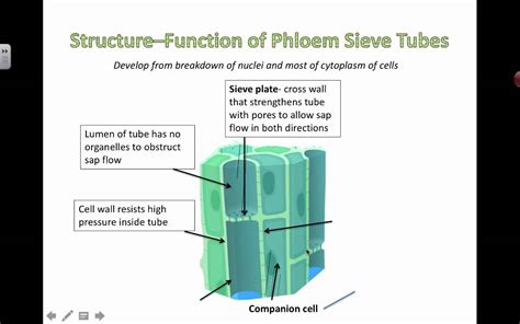 How Are Phloem Cells Adapted to Their Function