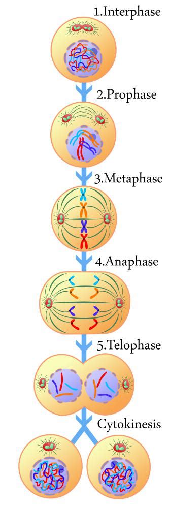 Metaphase Of Mitosis